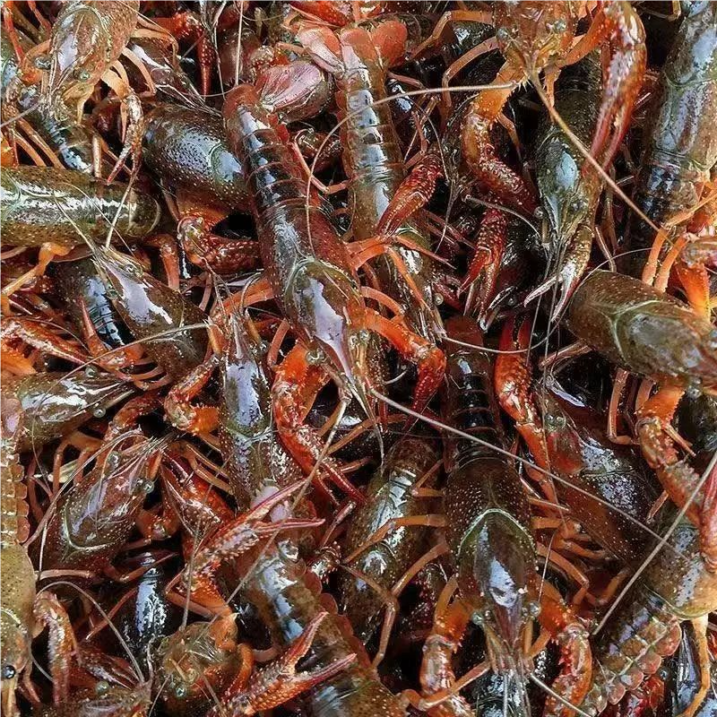 清水鲜活小龙虾青壳活体水产虾馆龙虾基地直供