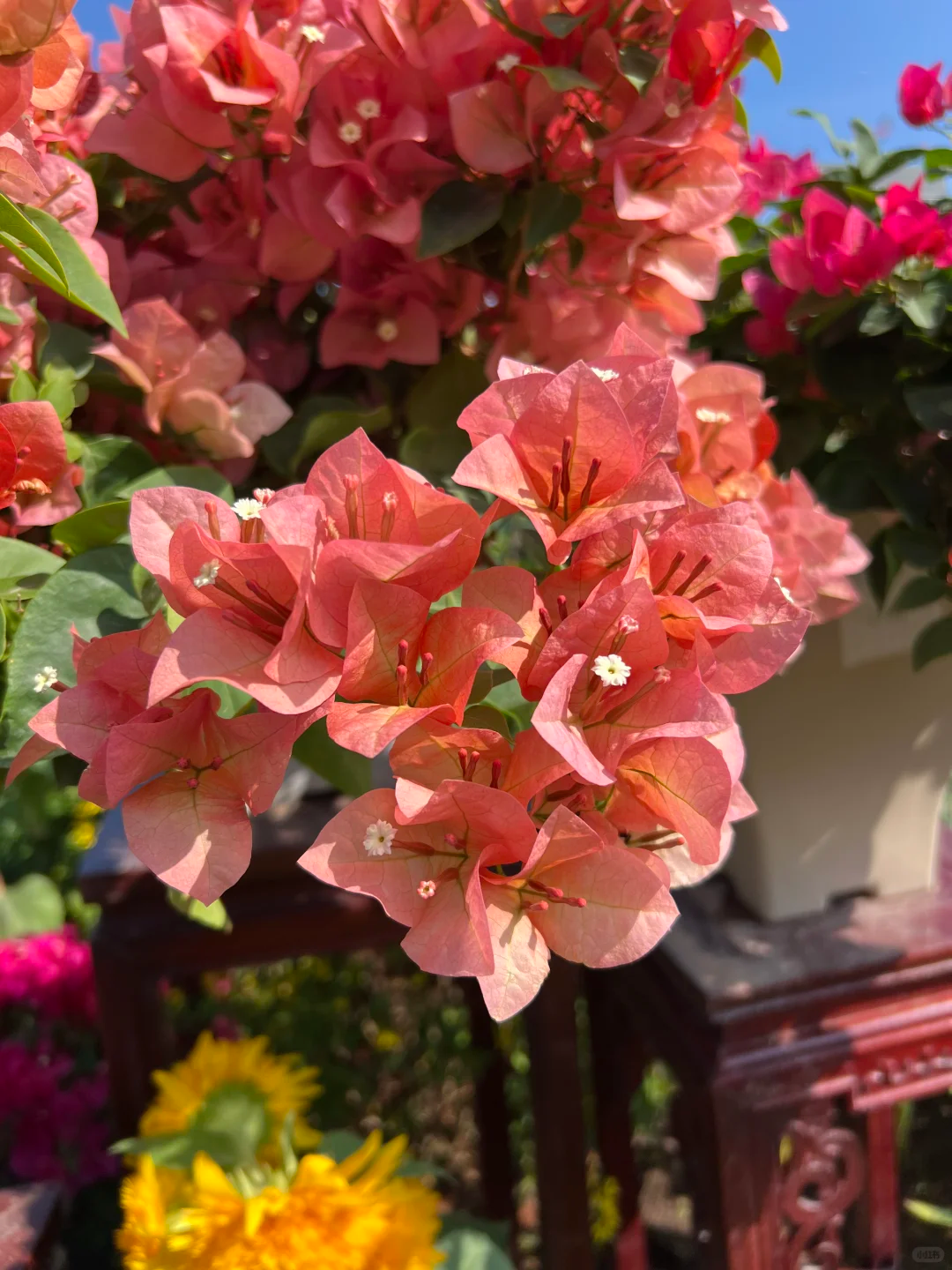 【不甜西瓜】稀有品种花色丰富、花期长（一个月内不可换盆）