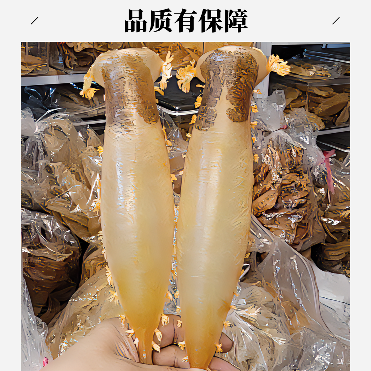 刺花赤嘴公筒鱼胶精挑货肉质通透适合送礼收藏