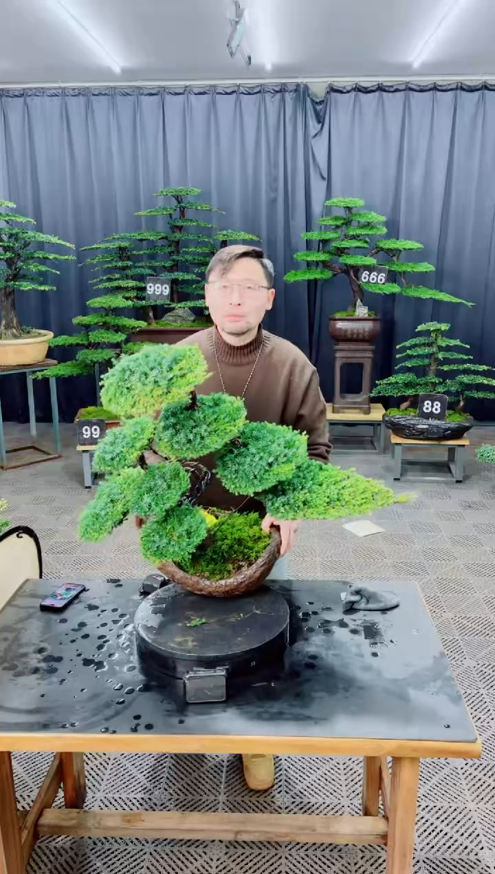 无花朵盆景.....