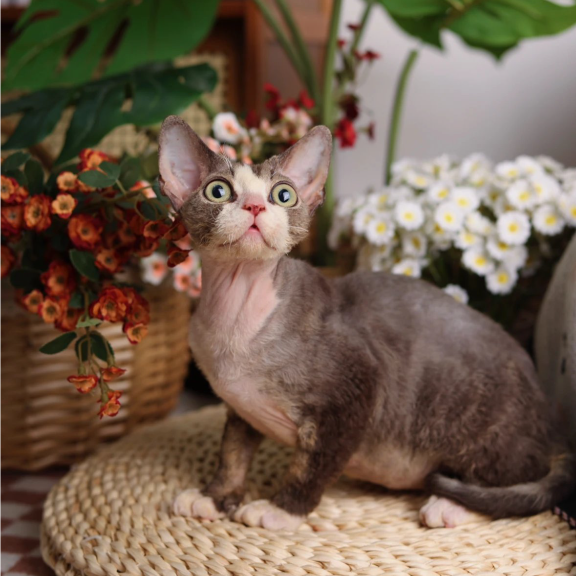 小虎 黑虎斑加白弟弟 包子的德文卷毛猫