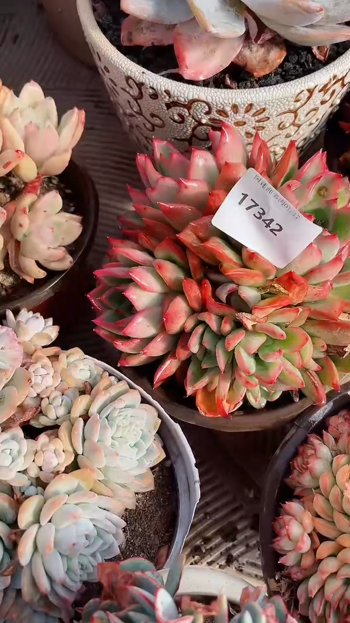 【闪购商品】17342