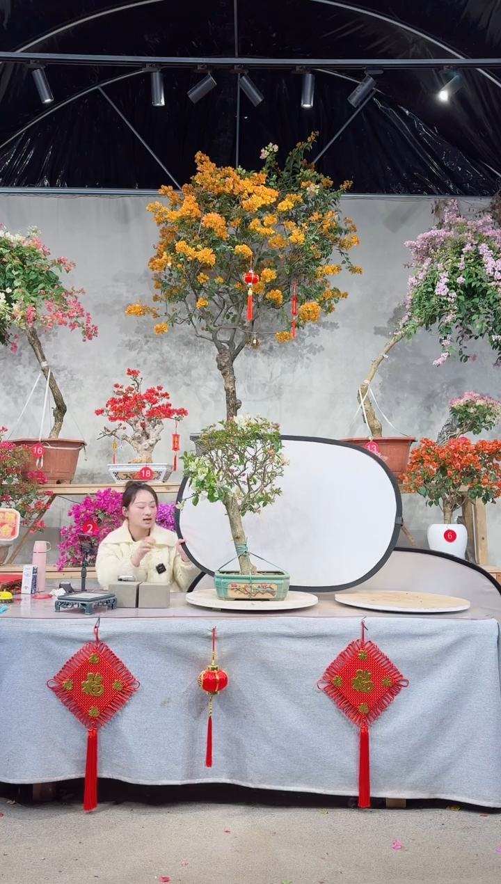 【闪购商品】盆景漳红樱