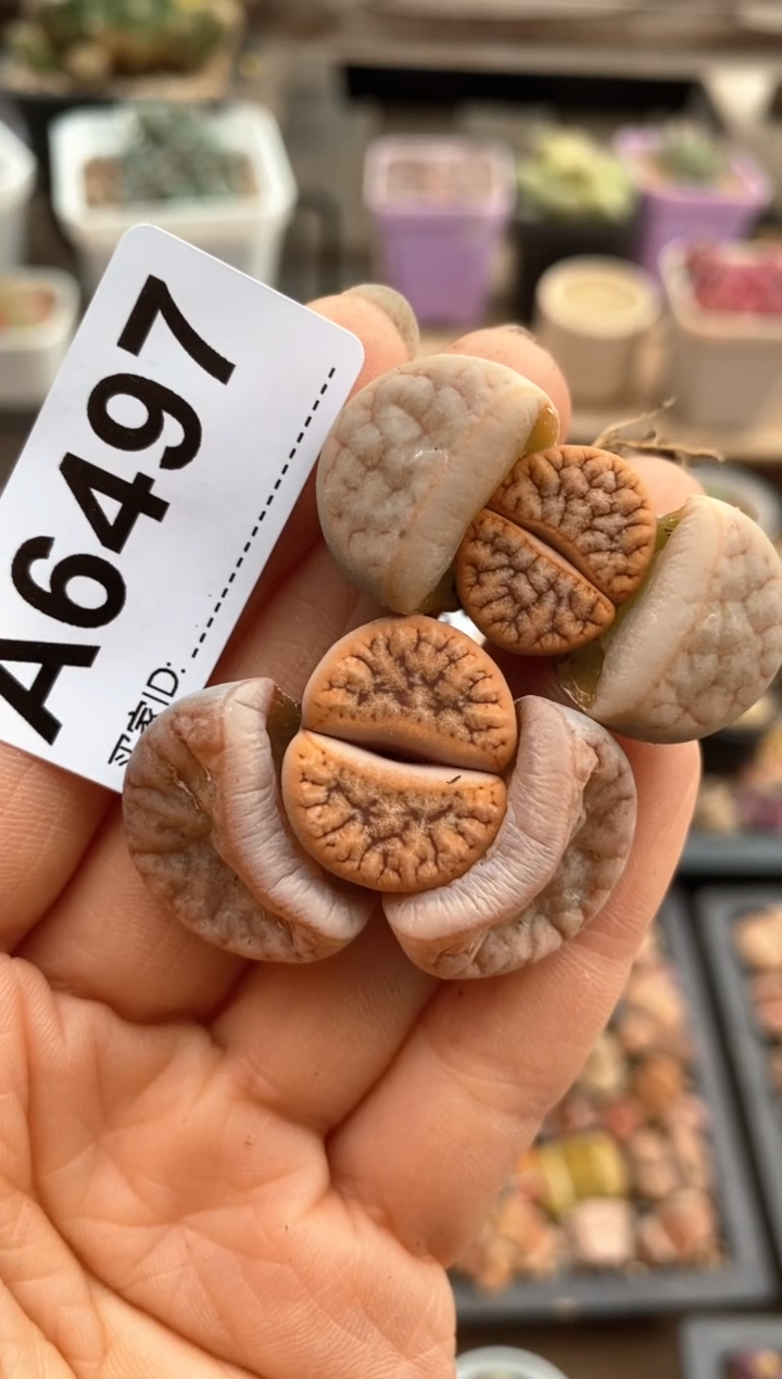 【闪购商品】6497直播一物一拍