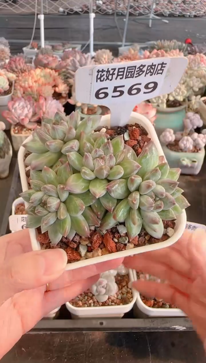 【闪购商品】6569.