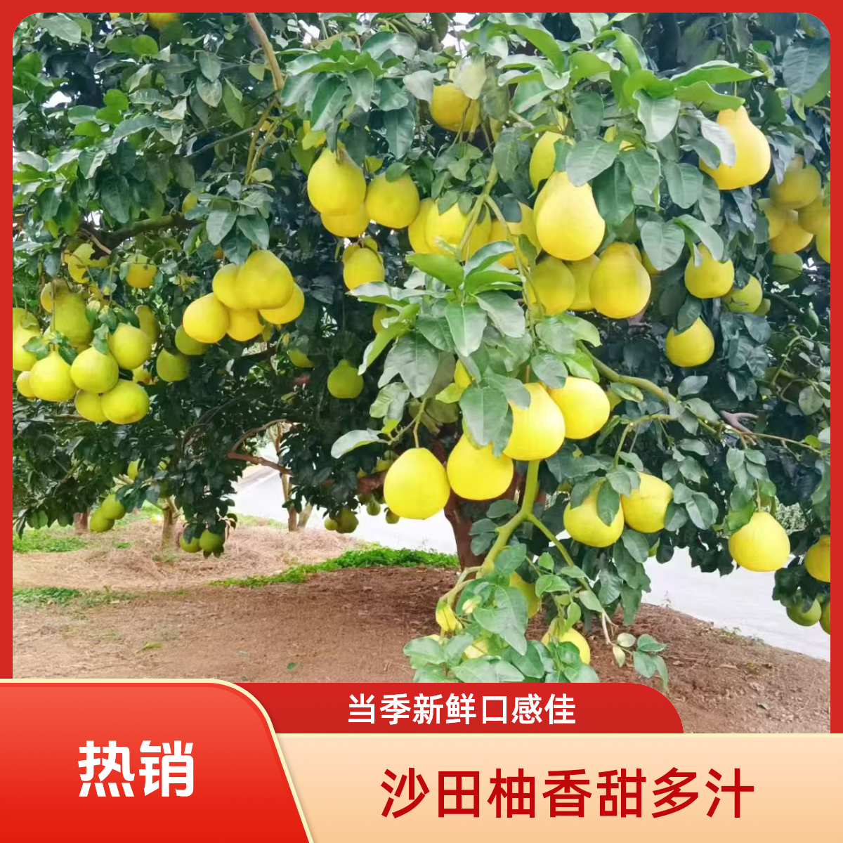 （广东省）正宗梅州沙田柚新鲜多汁香甜可口当季水果高山老树果