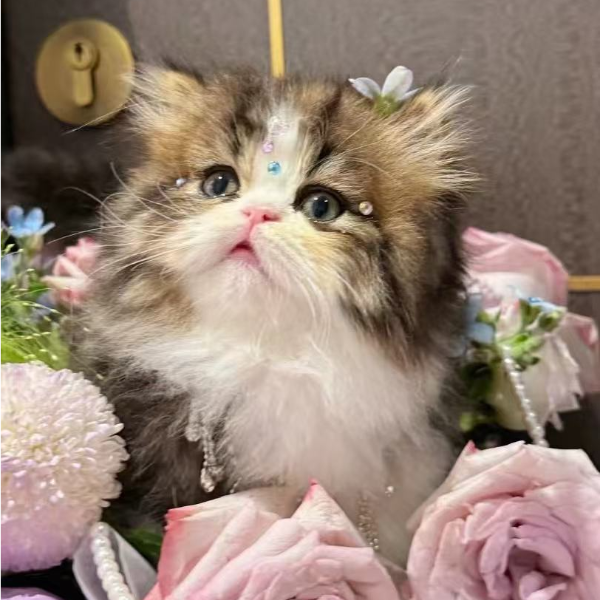 云宠cat宠物活体猫咪全款成交链接 仅支持平台交易