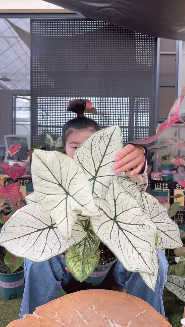 无花朵0004白色恋人