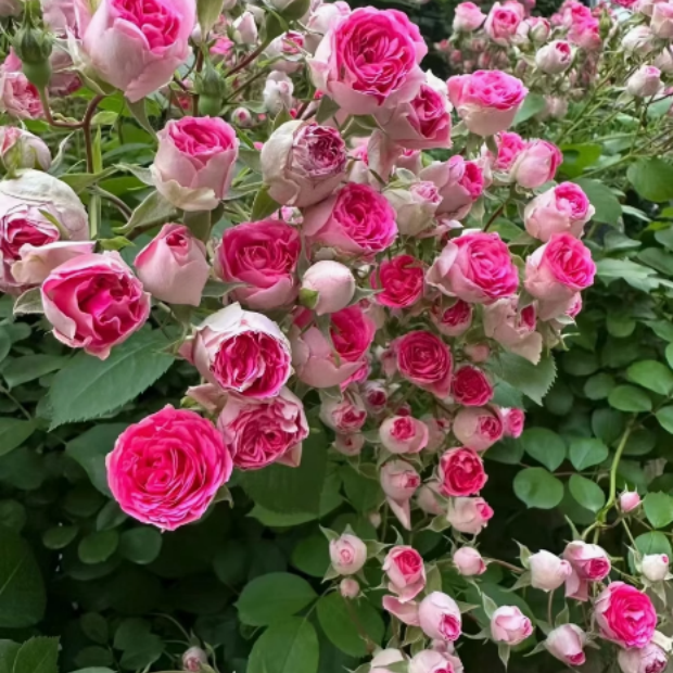 胭脂扣 丰花多头爆花款小花可垂吊花墙拱门栏杆爬藤月季蔷薇花苗