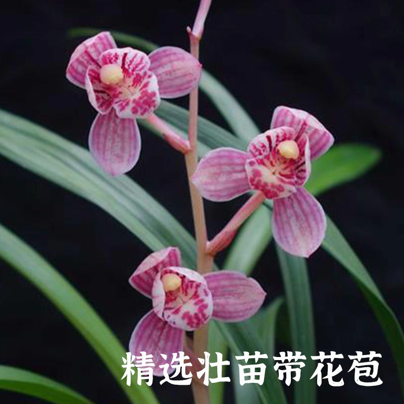 东方红荷建兰名贵兰花四季勤花勤芽室内花卉绿植好养活