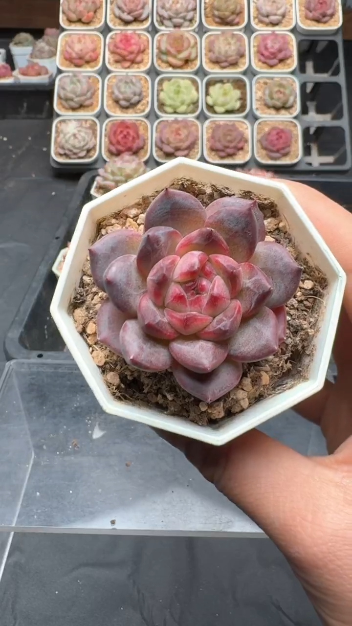 【闪购商品】862号珍妮多肉一物一拍3单包邮