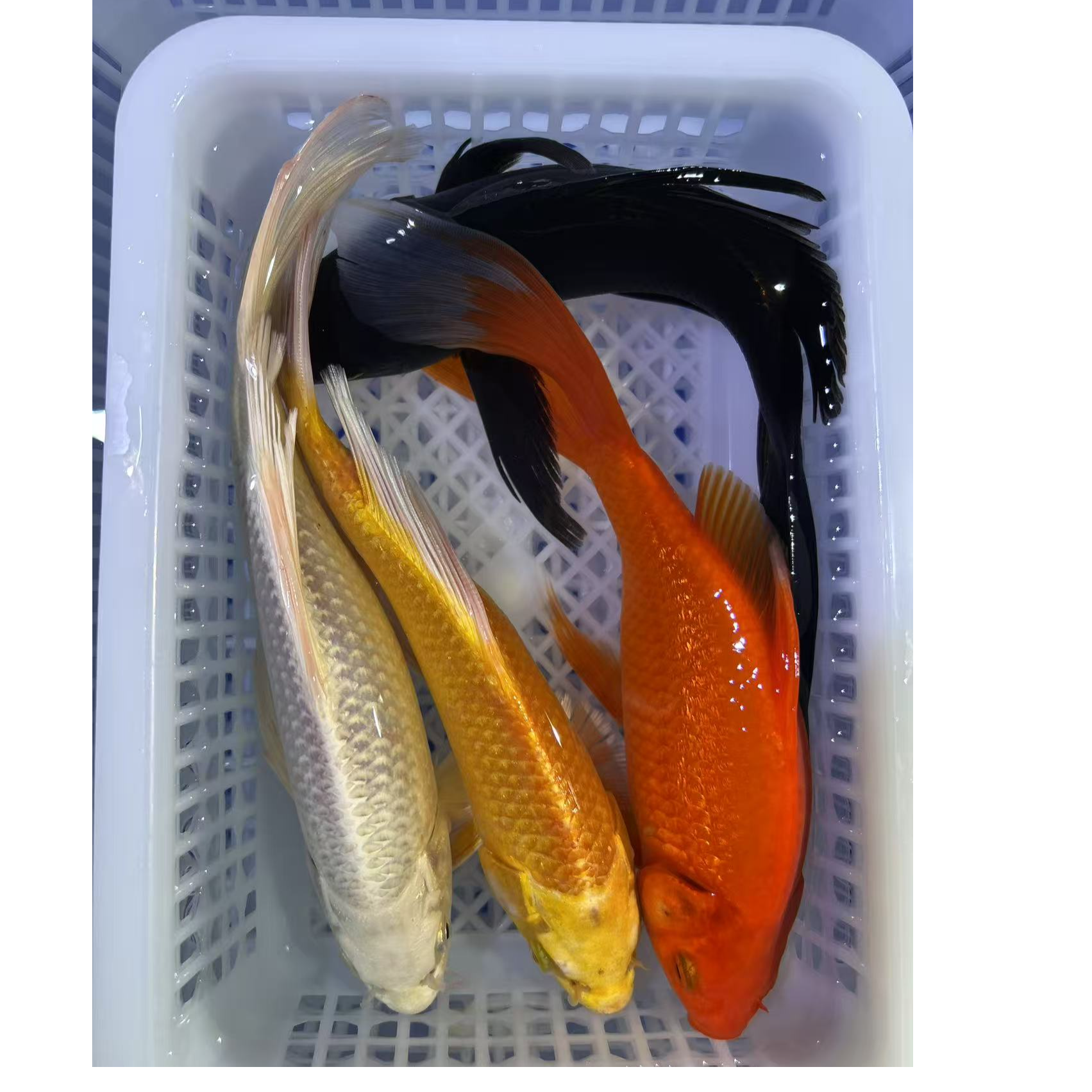 【13-15厘米1白1黄1红1黑共4条】冷水 锦鲤草金鱼苗观赏鱼皮实好养