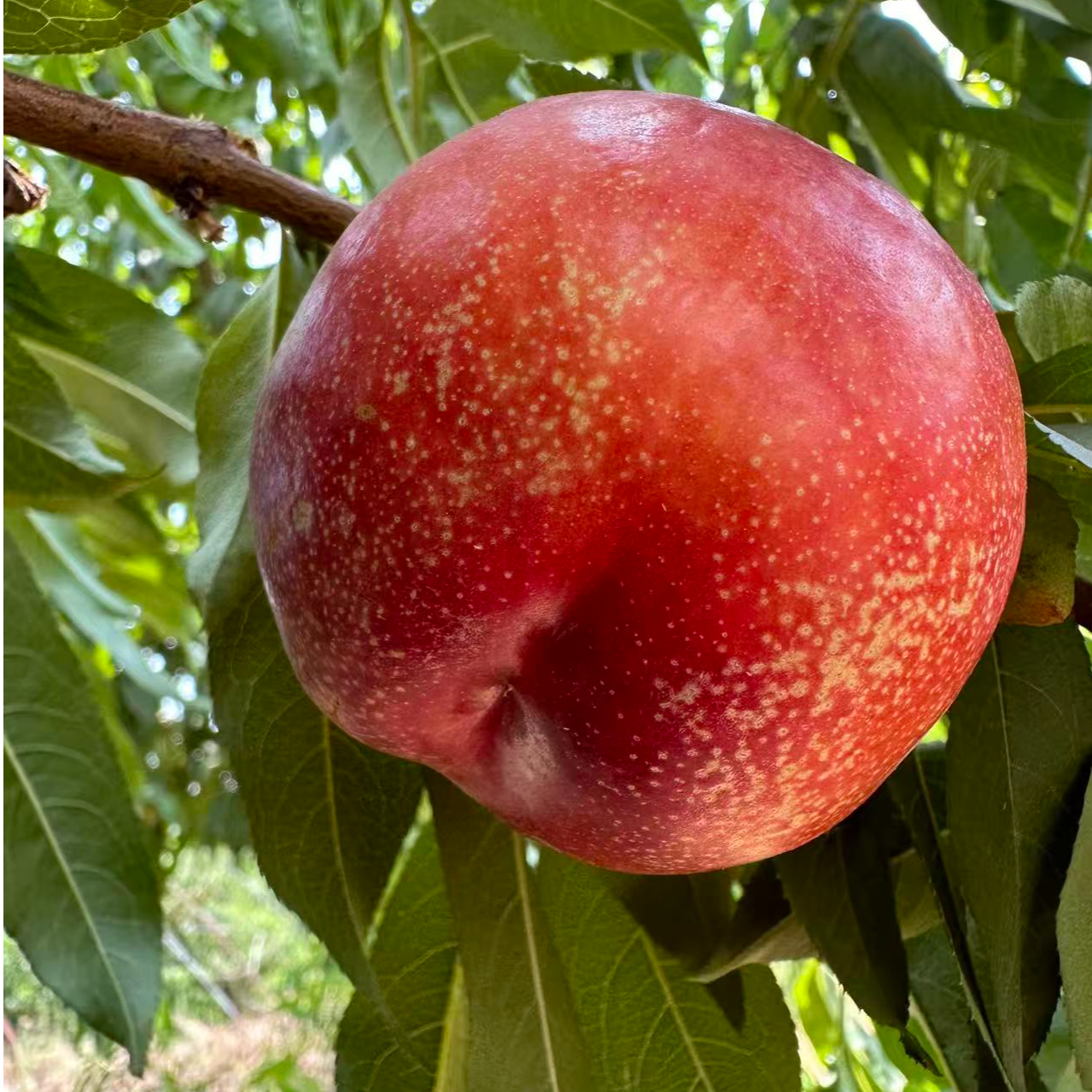 中果桃之源新早48黄肉油桃苗