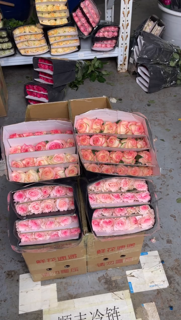 艾沙20枝+洛神20枝