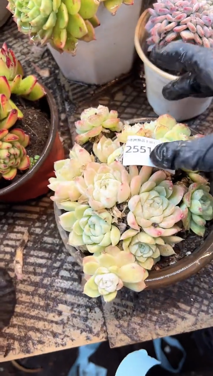 Q*N多肉植物一物一拍25513