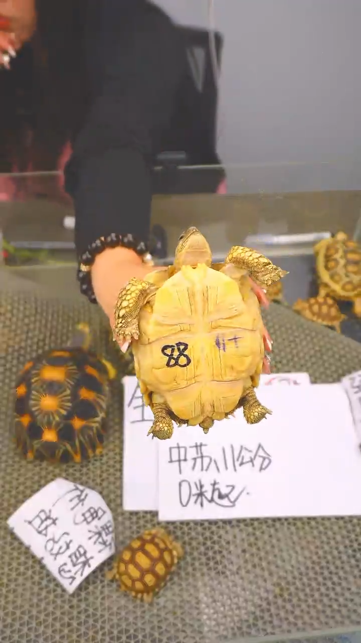 不分公母蛋龟中88
