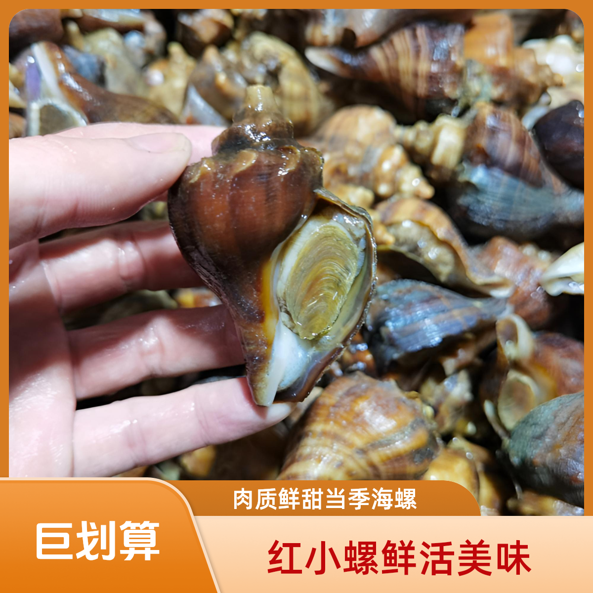 红中螺，红小螺（2斤起发专属链接）大连本地深水海螺，鲜甜，红螺，