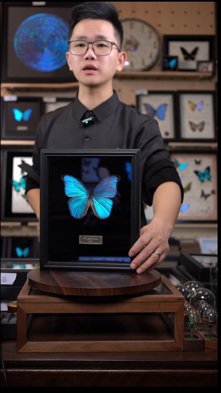 蝴蝶标本摆件竞拍大蓝闪蝶j41