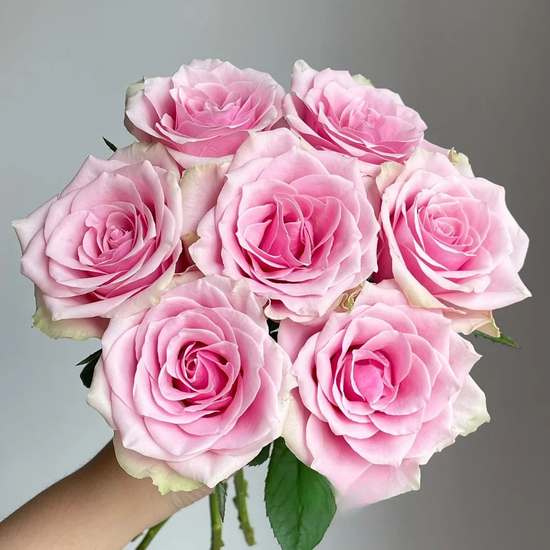 【源头优选】阿曼达单头玫瑰-任意2单鲜花包邮 发货后不支持退款