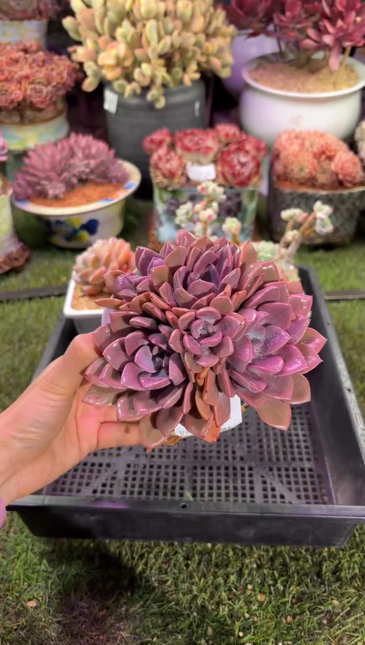 【闪购商品】04231脱土带盆