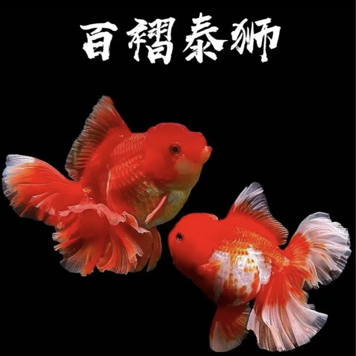 泰狮百褶玛丽活体包邮直播间马引灯效果介意勿拍泰狮金鱼