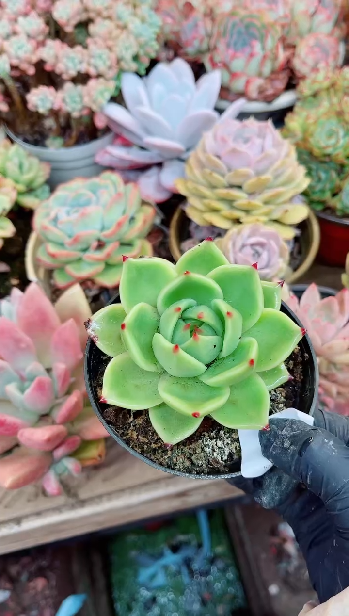 云*13017多肉植物一物一拍