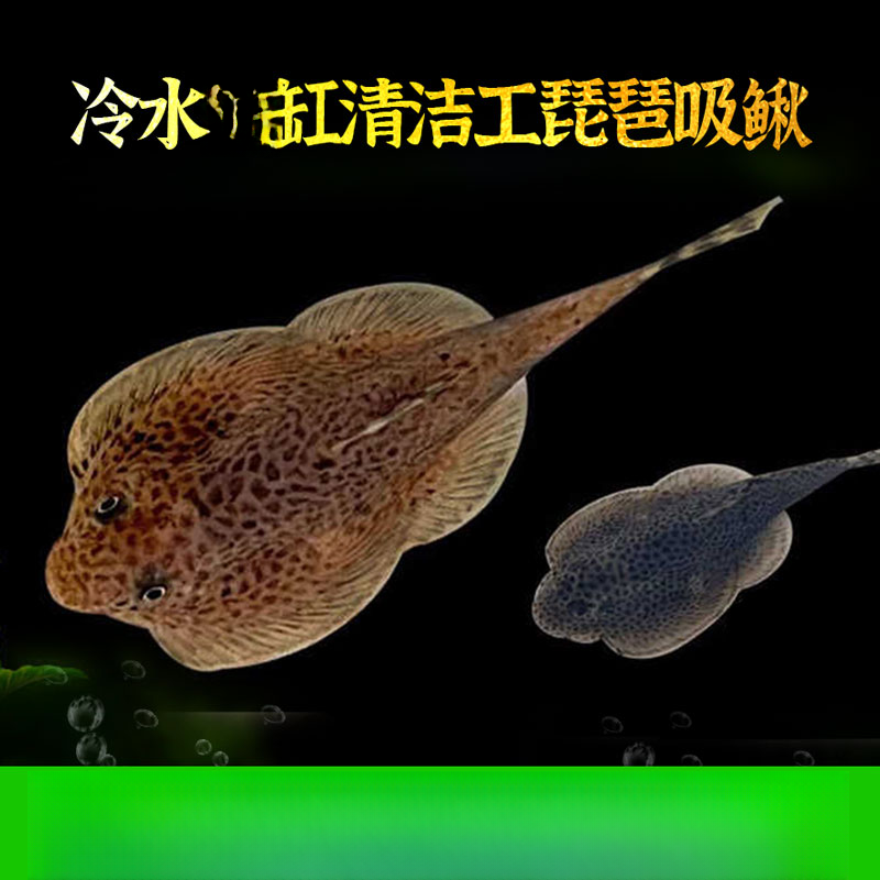 【免换水】琵琶吸鳅鱼免换水活体套装｜清道夫观赏鱼｜冷水缸除藻