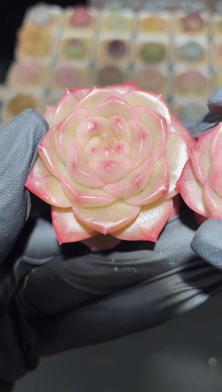 闪购2779 粉翡多肉一颗  3.5-4厘米