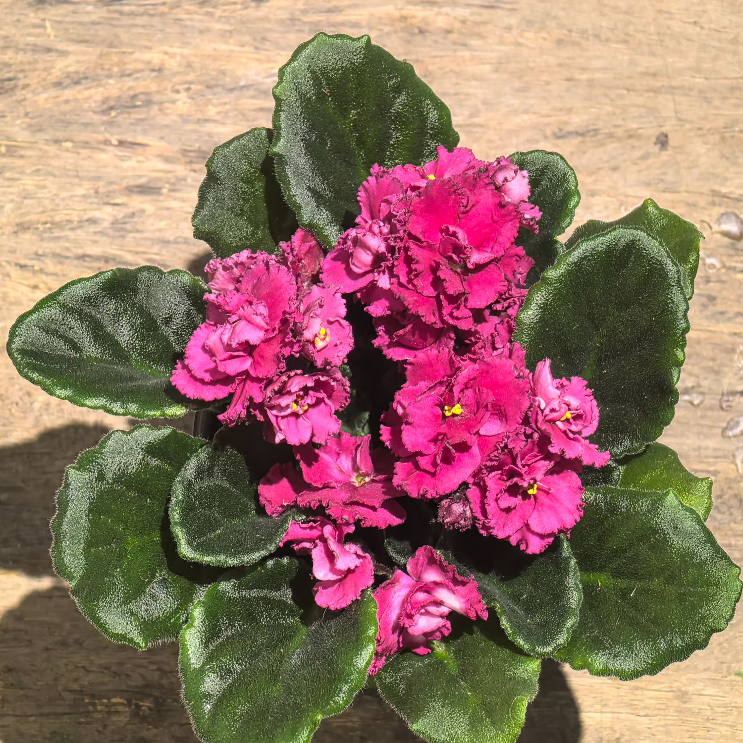 奇迹  标准款9.5cm盆 非洲堇紫 四季开花室内开 多年生植物