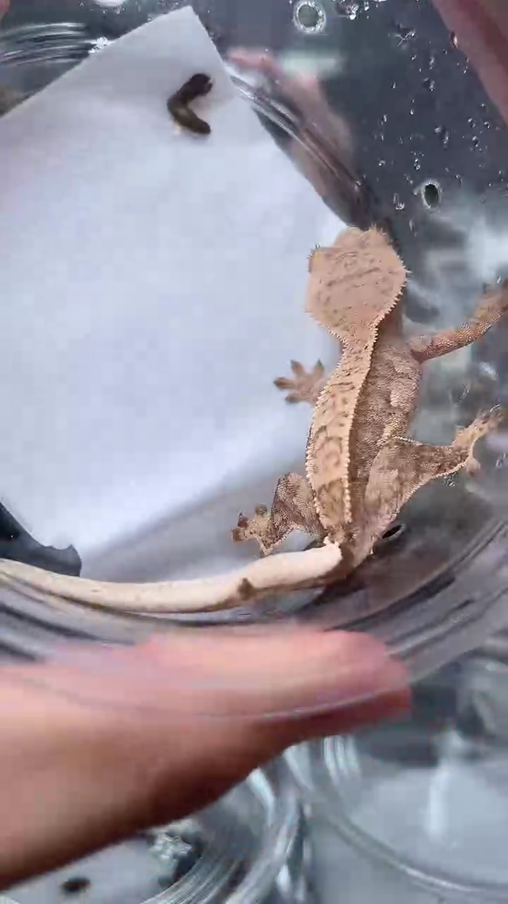 睫角守宫睫角守宫06号极端三色母