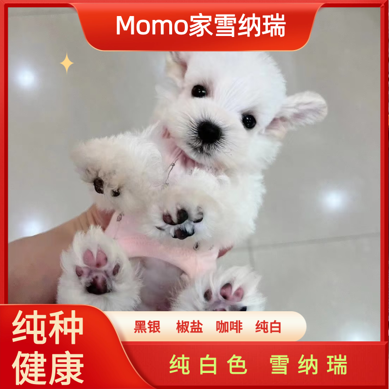 【Momo家雪纳瑞】纯白色雪纳瑞幼犬宠物活体小狗全款链接