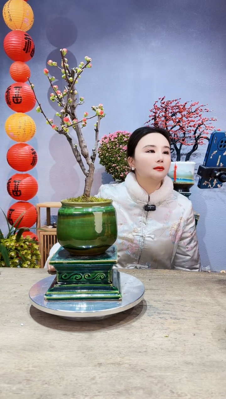 【闪购商品】盆景海棠 长寿冠