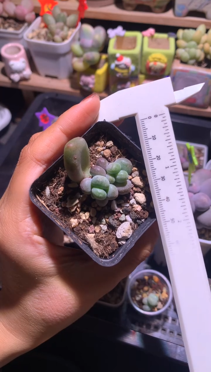 乌里韦亚叶插苗多头