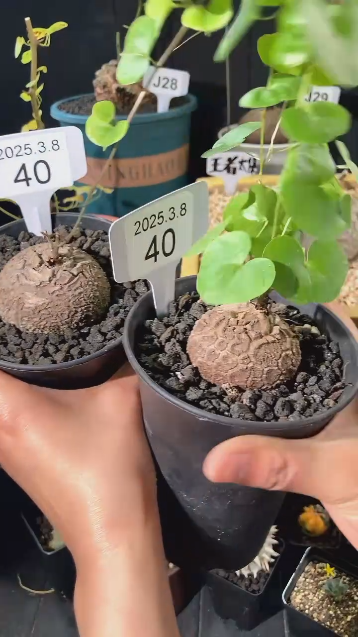 【闪购商品】南非龟甲龙3.8.40