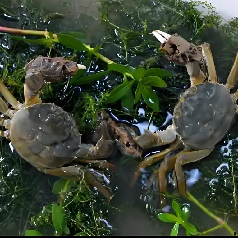 【活蟹】江苏鲜河蟹 公母各10只（1.1-1.4两）