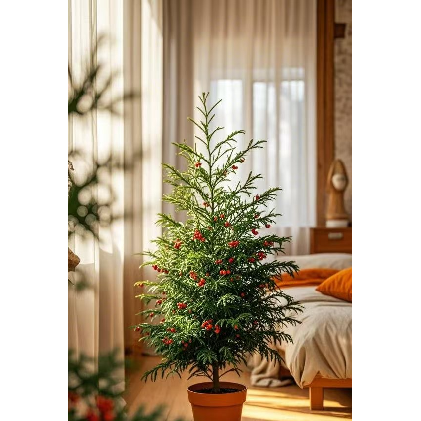 精品曼地亚红豆杉盆栽四季常青24小时制氧进化空气吸收辐射室内