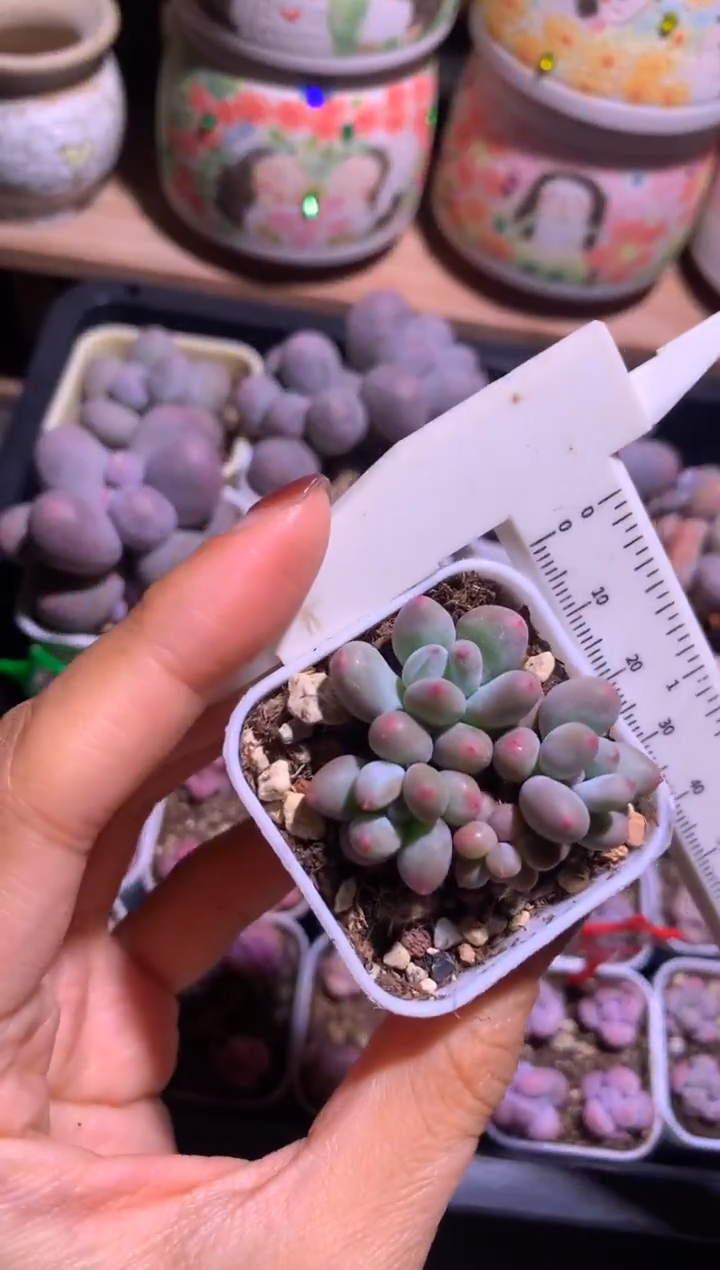 4头苹果奶酪多肉