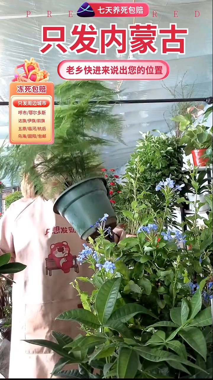 完全开放大盆文竹