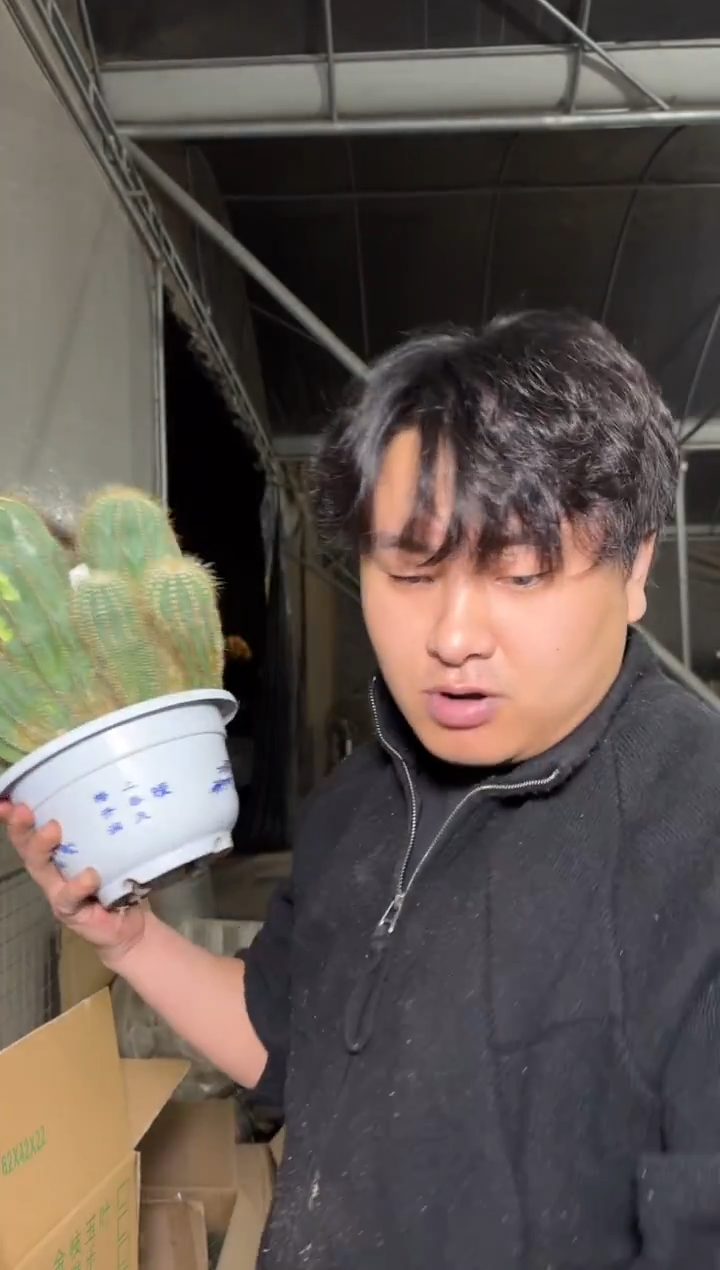 超大 银冠群生【带根】