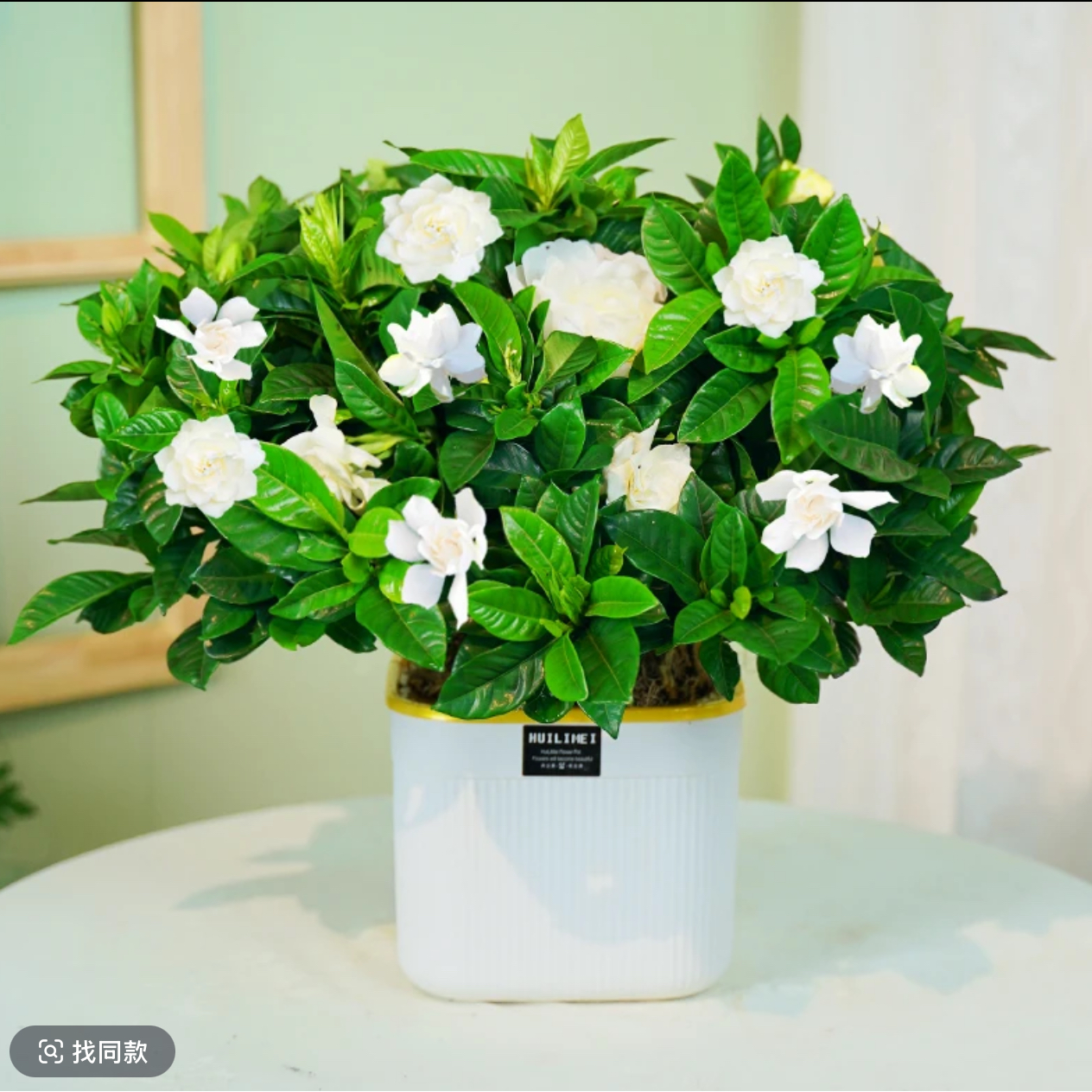 （带花苞）浓香型栀子花四季开花室内阳台水培土培好养绿植盆栽