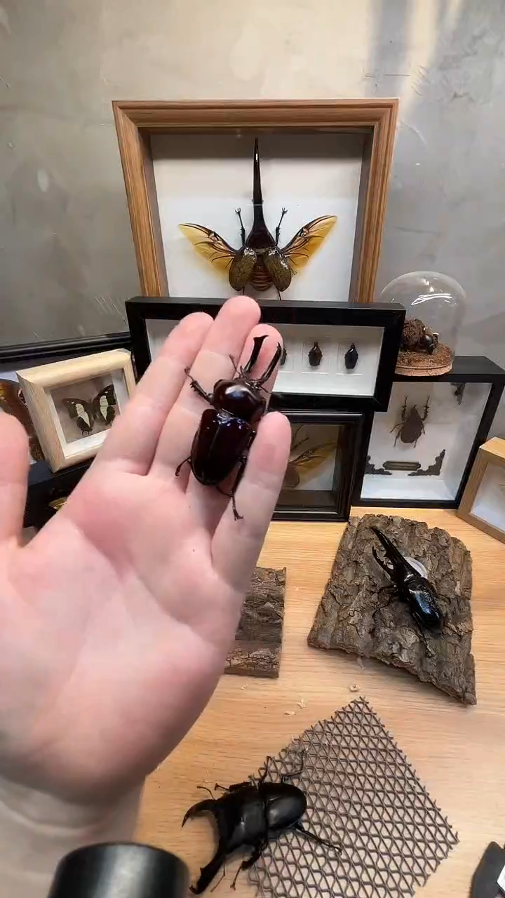 白色蚕宝宝长牙彩虹锹甲紫色55mm＋分布澳大利亚