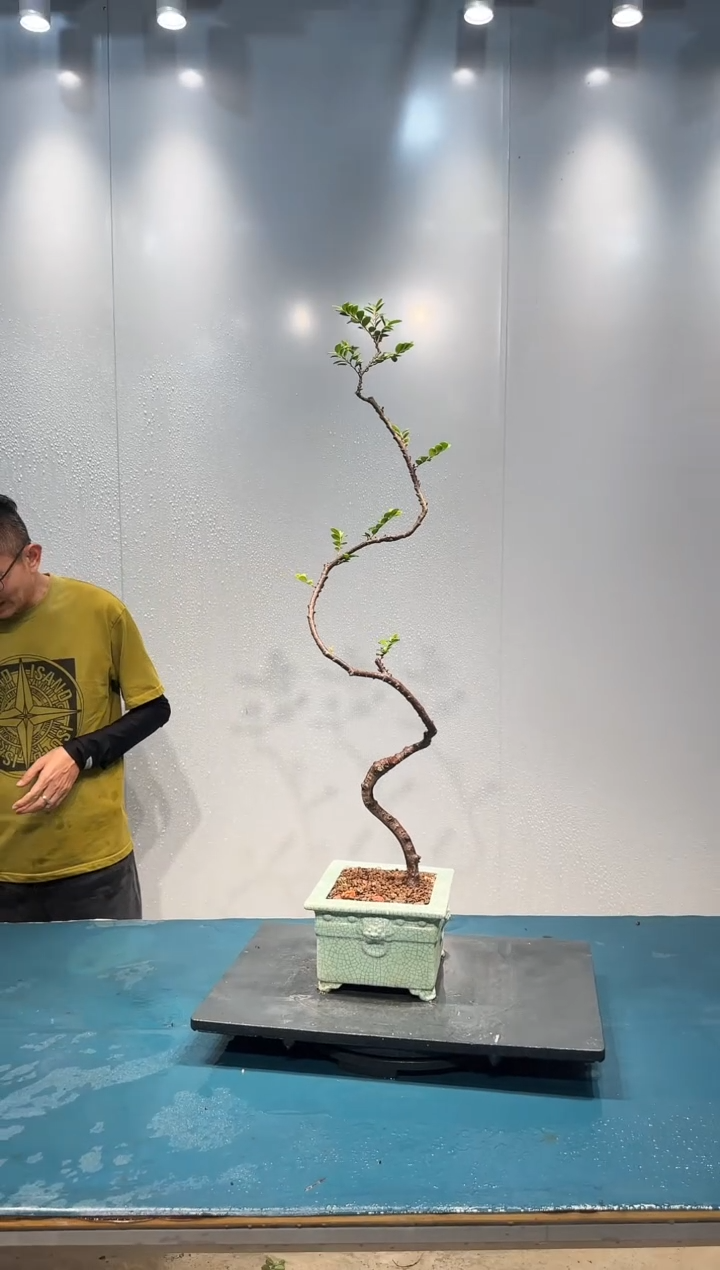 无花朵海岛翠米茶