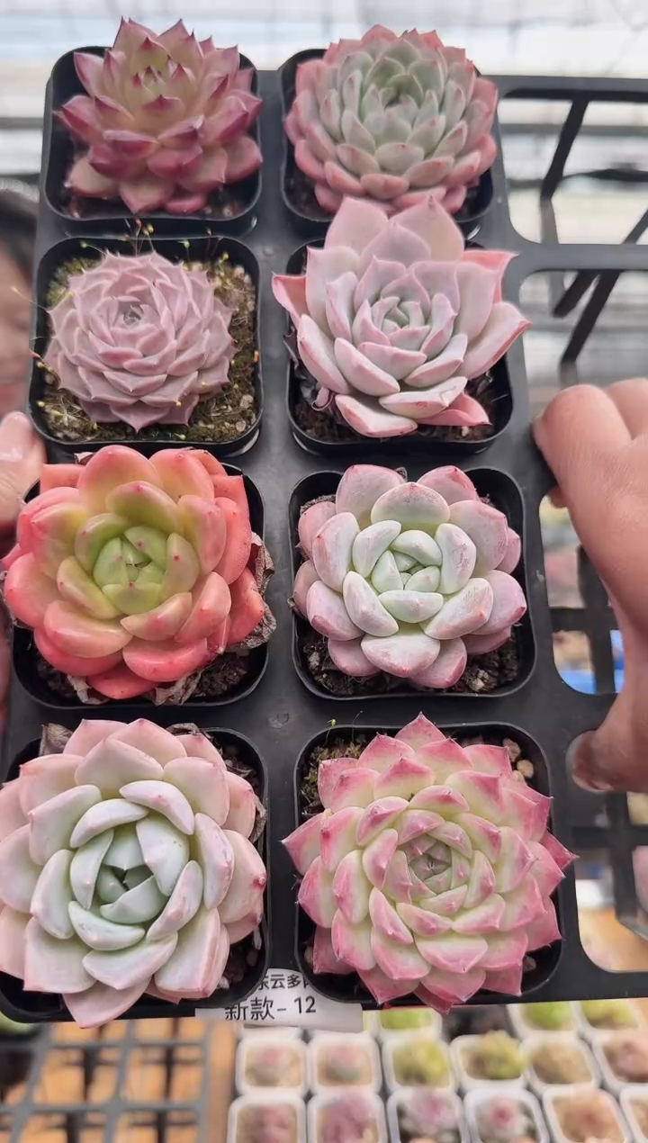 东云多肉园新款-12
