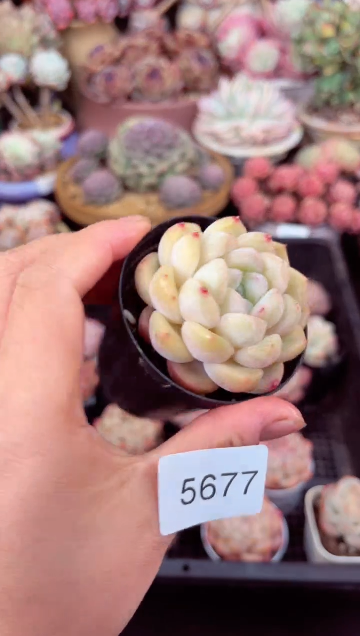 【闪购商品】5677单头多肉