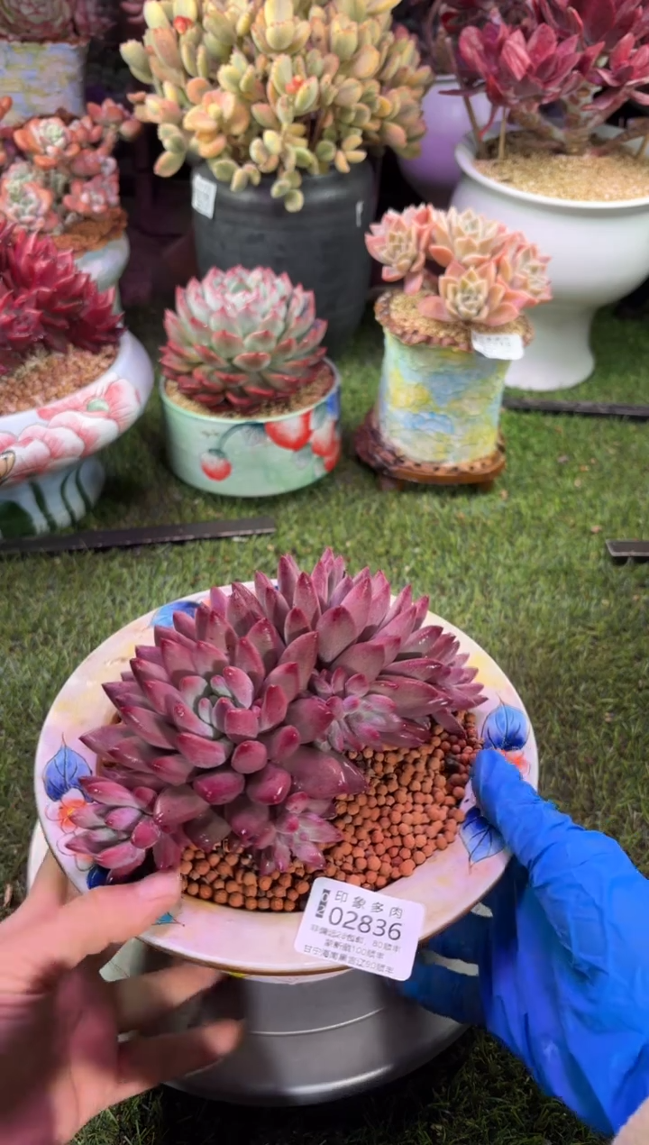 【闪购商品】02836