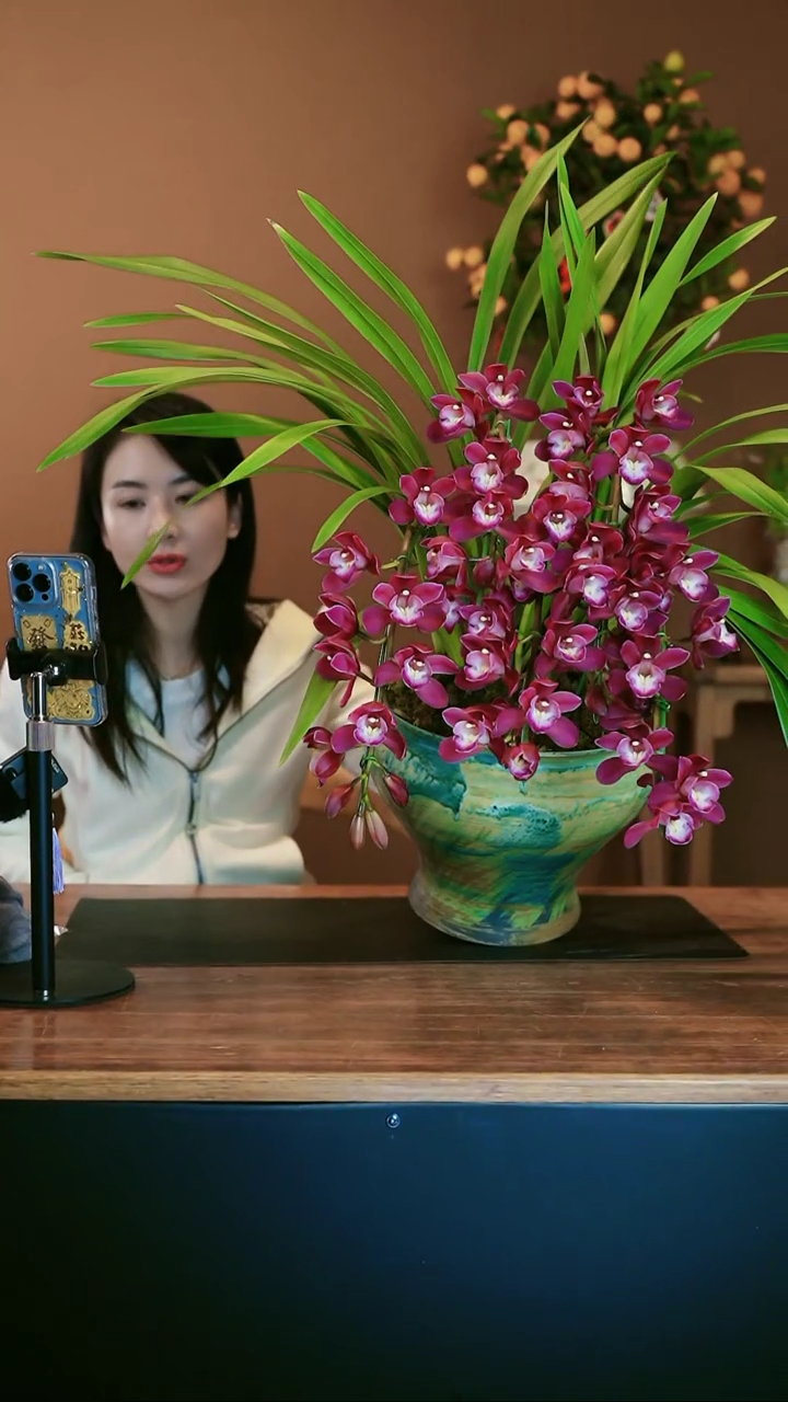 【闪购商品】盆景小紫