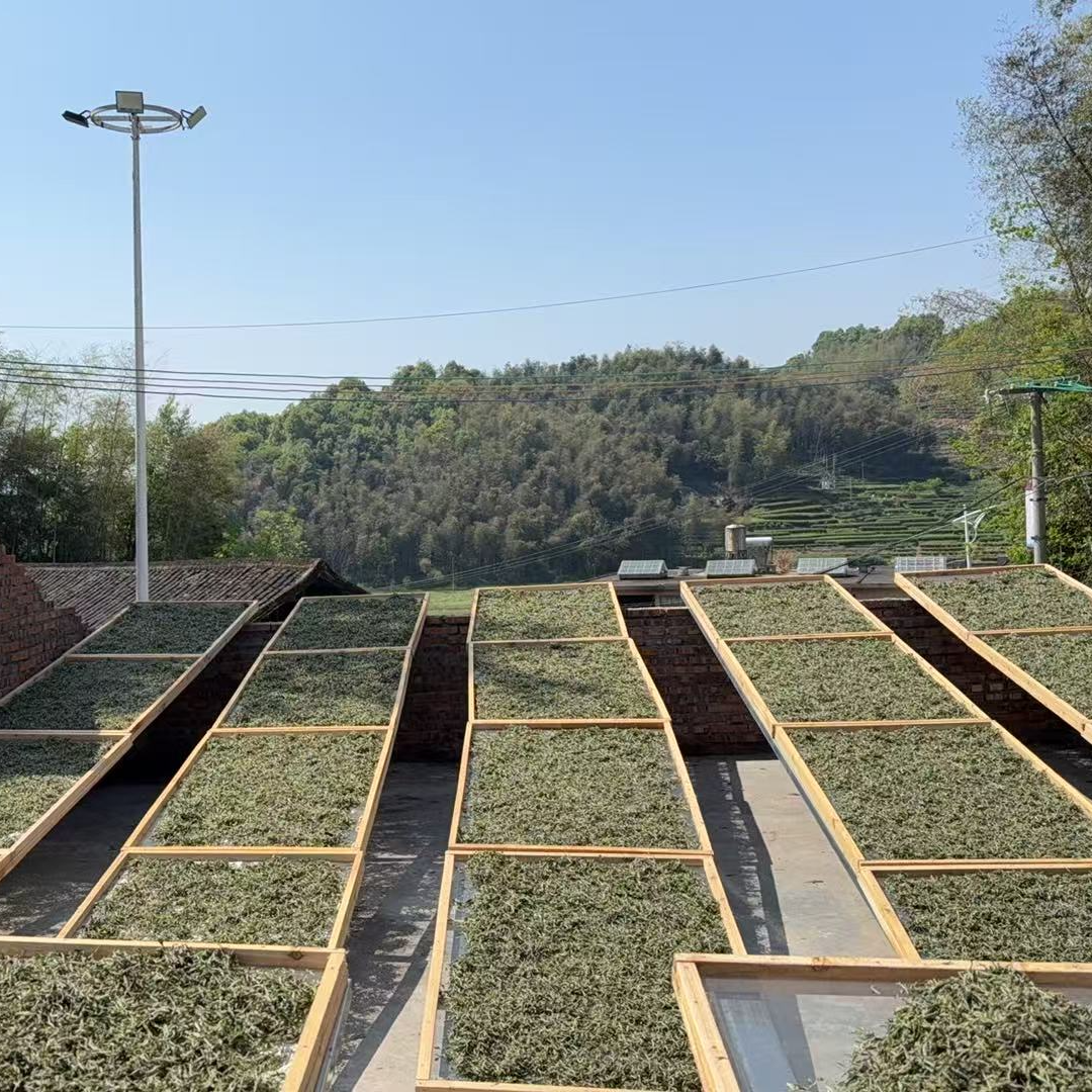 8号 200克   2020寿眉福鼎白茶源头厂家全场清仓