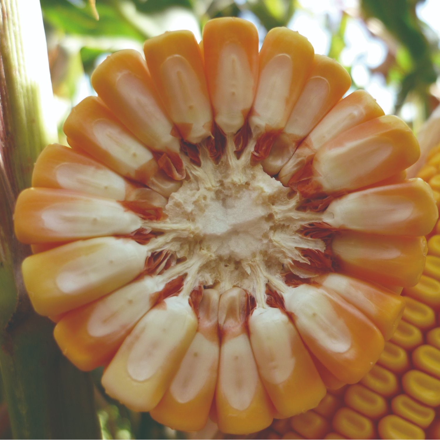 国审5783粒品种庆玉783【许】高产玉米种正品保真