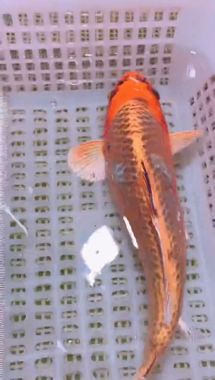 锦鲤冷水观赏鱼全场包邮81