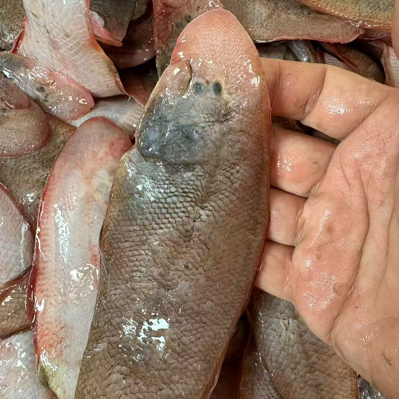 中号舟山玉秃 （400克一盒）